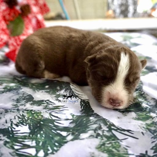AKC Dr. Cristina Yang 5